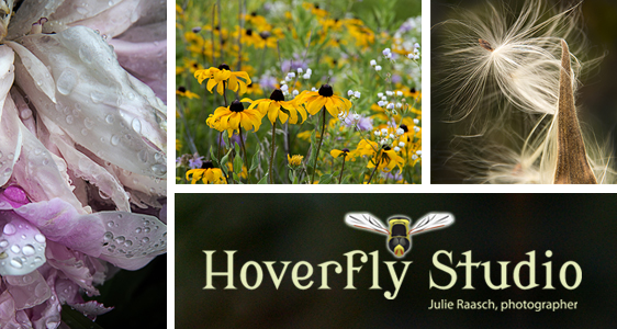 Hoverfly Studio email art