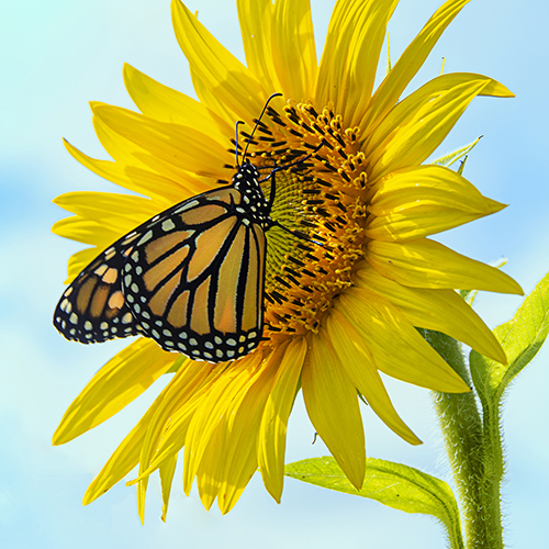 Sunflower with Monarch