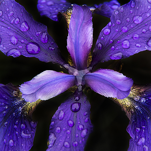 Purple iris with water dropplets