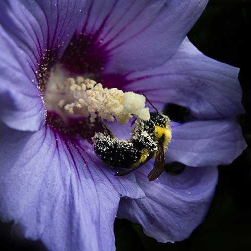 bee on a purple hibiscus